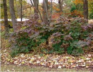 leaves