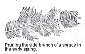 Pruning Spruce