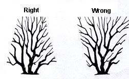 pruning woody plants cooperative