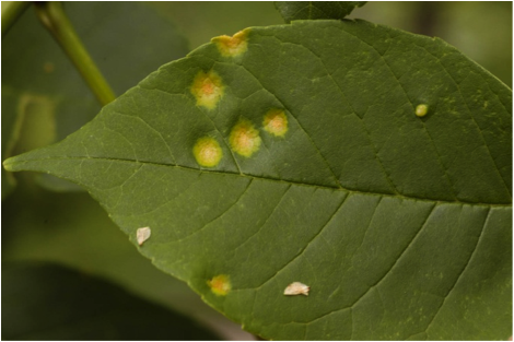 Ash rust symptoms on upper leaf surface