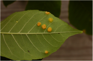 Symptoms on lower leaf surface of infected ash