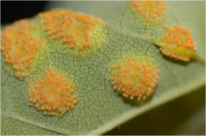 Close-up of cup-shaped aecia on underside of infected ash leaf.