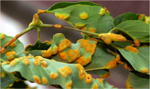 Severe infection showing infected leaves and petioles