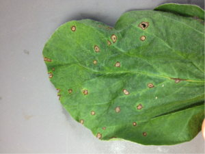 Figure 1. Round lesions with purple boarders are typical of Frogeye leaf spot. Photo: N. Kleczewski