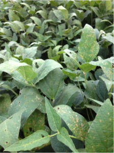 Figure 2. Young leaves are most susceptible to Frogeye leaf spot. This helps differentiate this disease from Septoria brown spot, which tends to infect older leaves in the lower canopy. Photo: N. Kleczewski