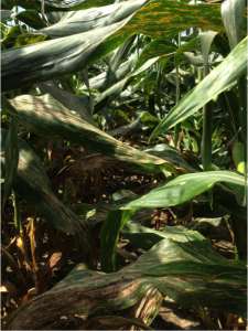 Figure 2. Over time the lesions of Gray leaf spot coalesce to form large necrotic areas. Under the proper circumstances significant loss photosynthetic area of the canopy occurs, resulting in reduced yield. Photo: N. Kleczewski