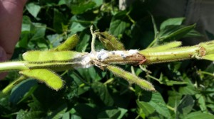 Figure 2. A soybean stem with diagnostic features of SSB including white growth, sharp lesion edges on the stem, and black, hard masses or sclerotia. Photo by C. Whaley