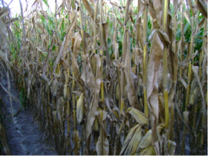 Figure 1. Symptoms of stalk rots in corn include premature wilt and ear drop.