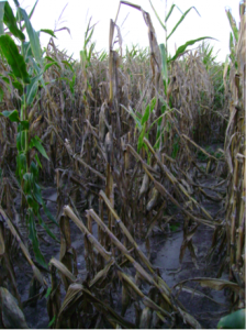 Figure 2. Decreased stalk strength resulting from the activity of stalk rotting pathogens causes lodging.