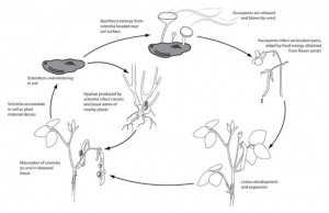 Figure 3. A typical SSB lifecycle. Image from APSnet Education Center-Plant Disease Lessons. Located at: http://www.apsnet.org/edcenter/intropp/lessons/fungi/ascomycetes/Pages/WhiteMold.aspx