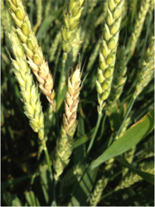Figure 1. A wheat head showing symptoms of head bleaching associated with Fusarium Head Blight. Under humid conditions, salmon-colored masses can be observed at the base of infected spikelets. These masses contain spores of Fusarium gramineum. Photo by N. Kleczewski
