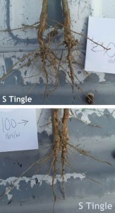 Figure 2. Comparison of soybean nodule development on unfertilized plants (upper) and plants fertilized with urea at an N rate of 100 lb/ac. Photo credit: Shawn Tingle, University of Delaware.