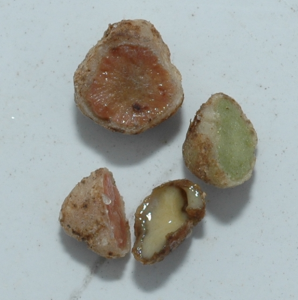 Figure 3. Soybean nodules with a pink color are actively fixing atmospheric N. Soybean nodules with a green or milky-white color are inactive. Photo credit: Richard Taylor, University of Delaware